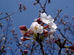 sakura