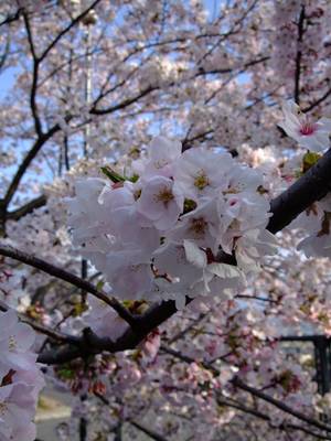 sakura