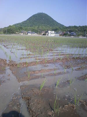 田植え