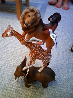 動物