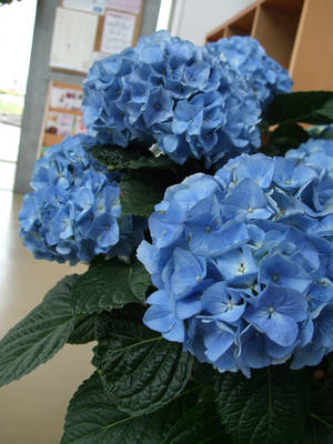 紫陽花