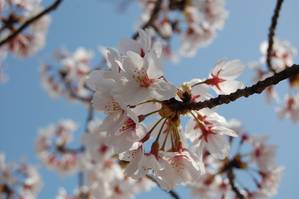 sakura