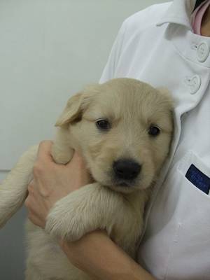 子犬