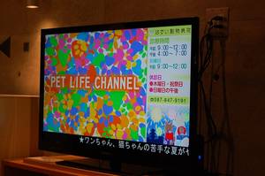 テレビ