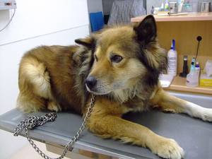 迷い犬