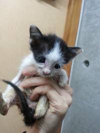 子猫