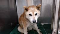 保護犬
