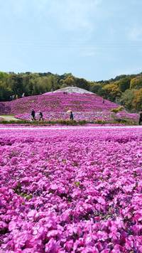 芝桜富士