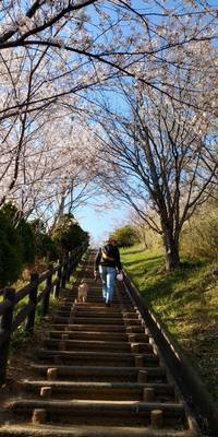 hanami