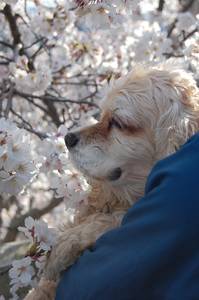 hanami