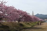 河津桜