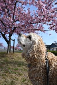 河津桜