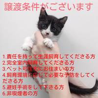 仔猫