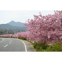 河津桜