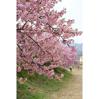 河津桜