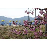 河津桜