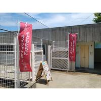 ライジャケ