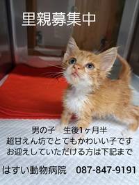 まつはま猫