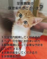 まつはま猫