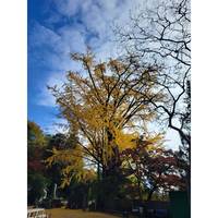 いちょう