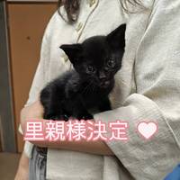 決定