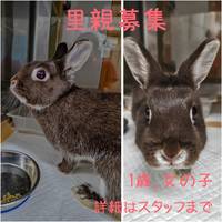うさぎ
