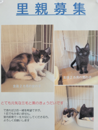 里親募集