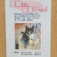 里親募集
