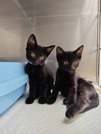 黒猫