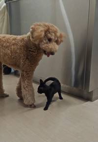 てんと黒猫