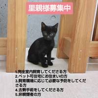 里親さん募集中！